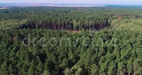 松林采伐伐木鸟瞰工业规模的毁林视频的预览图