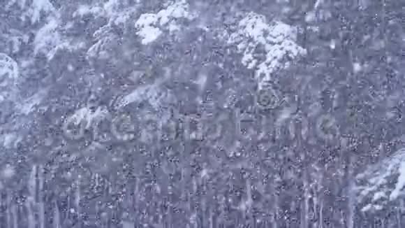 降雪背景在冬季松林与雪的圣诞树慢动作视频的预览图