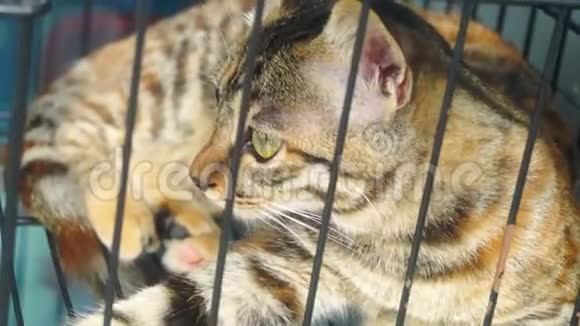 一只小猫在笼子里玩很可爱视频的预览图