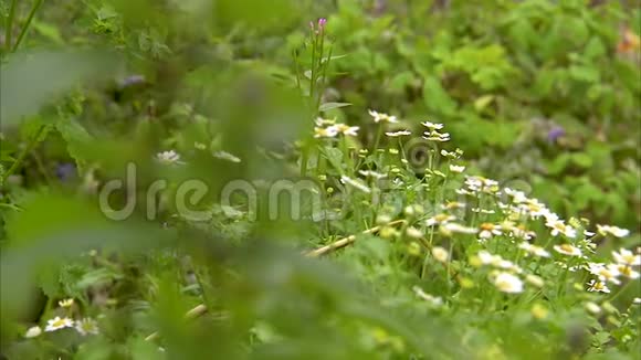 田野上美丽的花朵视频的预览图