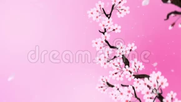 樱花盛开樱桃树枝樱花粉红色樱花粉色背景CG循环动画视频的预览图
