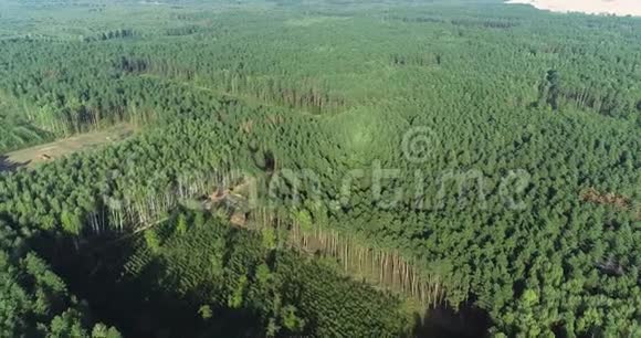 工业规模的毁林空中伐木使用特殊设备砍伐森林砍伐森林视频的预览图