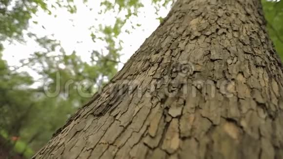 树冠树底大树有叉枝老大树视频的预览图