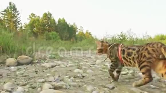 一只猫孟加拉走在绿草上孟加拉小猫学着沿着森林走亚洲豹猫试图隐藏视频的预览图
