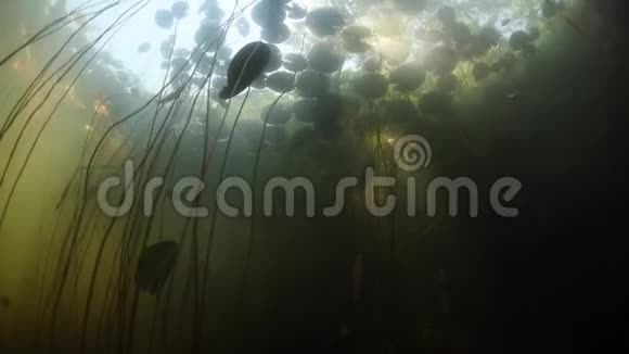 池塘里的阳光阴影和百合花垫视频的预览图