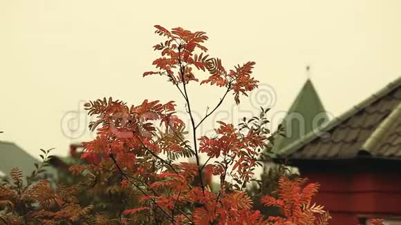 秋天的花园镜头高清日视频的预览图