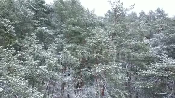 在降雪期间从冬季森林的空气中观看视频的预览图