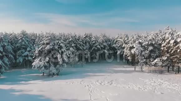 在阳光明媚的日子飞过冰雪覆盖的冬日森林视频的预览图