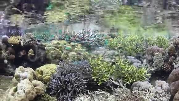 浅水中健康的珊瑚礁视频的预览图