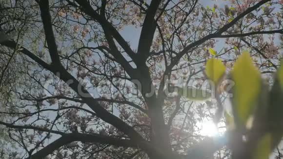 春季自然广玉兰树新鲜绿叶视频的预览图
