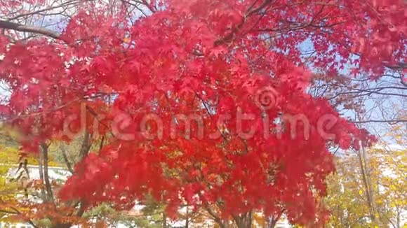 4秋季在新鲜空气中移动的彩色叶子的K视频视频的预览图