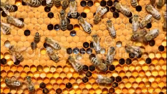 花粉幼虫茧蜜蜂视频的预览图