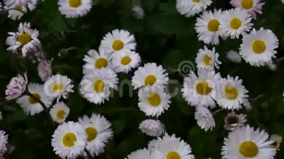 在花坛上生长的雏菊视频的预览图