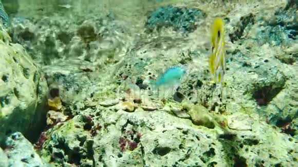 海洋馆里美丽的鱼对水生植物的装饰背景鱼缸里的一条五颜六色的鱼视频的预览图