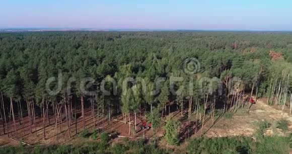 砍伐老松林砍伐鸟瞰工业规模的砍伐森林砍伐森林和视频的预览图