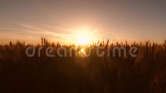 在美丽的夕阳下成熟的麦田视频的预览图
