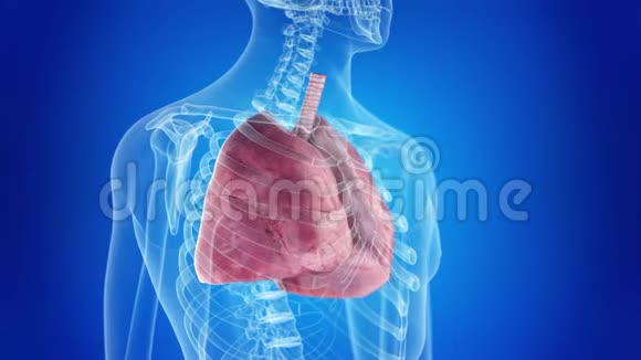 人类的肺视频的预览图