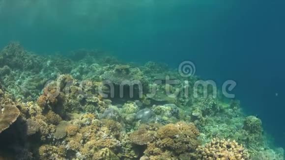 坚硬柔软的珊瑚4k视频的预览图