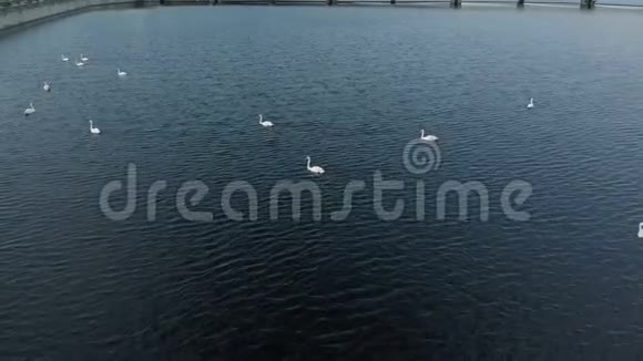 白色天鹅在水面上空中射击视频的预览图