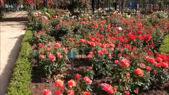 智利圣地亚哥玫瑰花园鸟瞰图视频的预览图