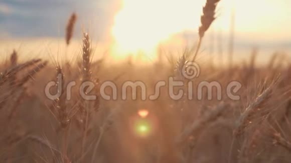 日落时美丽的麦田视频的预览图