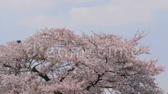 蓝天樱花树视频的预览图