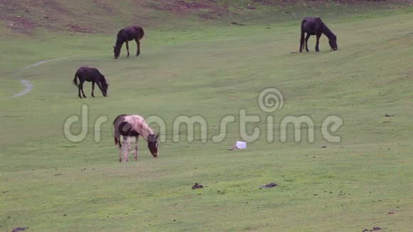 马在绿草地吃或觅食视频的预览图