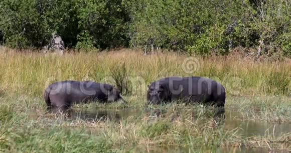 河马博茨瓦纳非洲野生动物视频的预览图