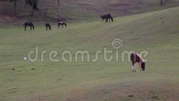 马在绿草地吃或觅食视频的预览图