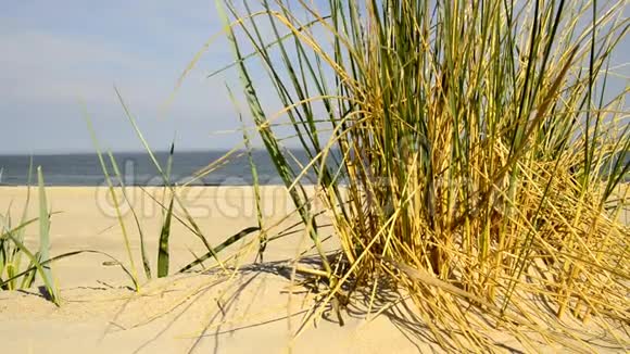 波罗的海海滩海滩草风和波罗的海视频的预览图