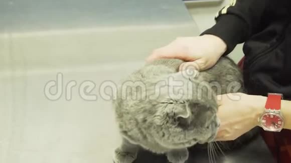 兽医诊所的猫视频的预览图