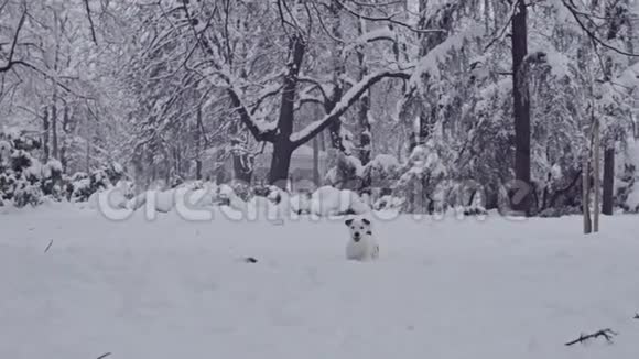 杰克罗塞尔小狗玩雪小狗视频的预览图