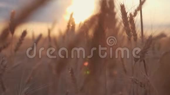 日落时美丽的麦田视频的预览图