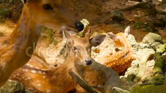 野生动物现场幼羽白尾鹿周围森林中的野生哺乳动物斑点生殖器切特轴视频的预览图
