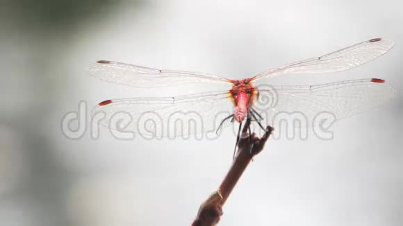 蜻蜓在树枝上视频的预览图