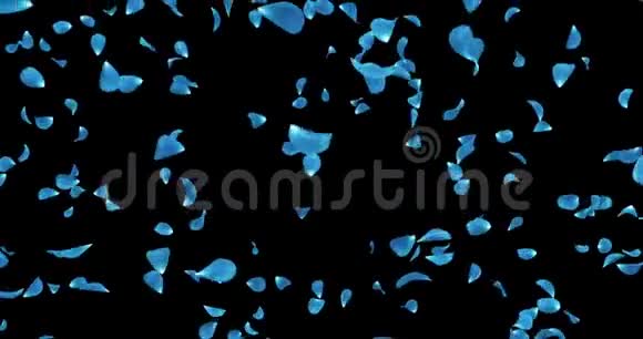 飞行的深蓝色玫瑰花花瓣落下背景阿尔法冰铜循环4k视频的预览图