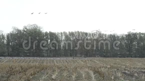 德国勃兰登堡莱因鲁克地区的一田野上一群鹤鸟在觅食视频的预览图