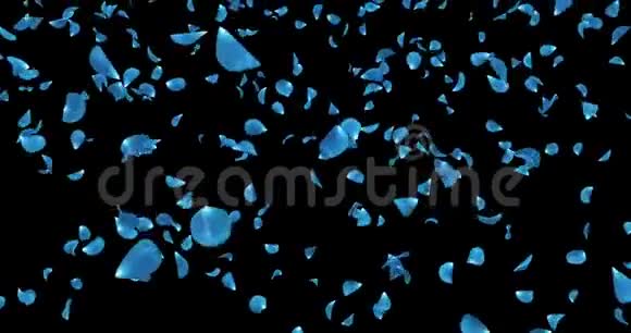 浪漫的深蓝玫瑰花瓣飘落背景阿尔法冰铜循环4k视频的预览图