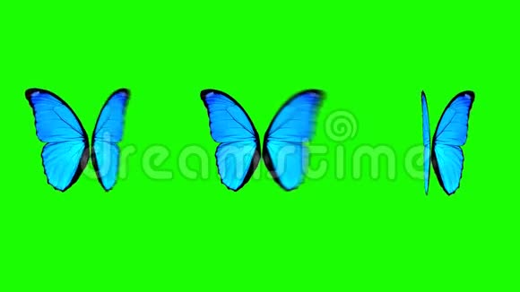 绿屏背景下不同速度移动的蝴蝶翅膀视频的预览图