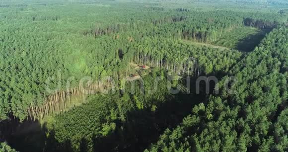 工业规模的砍伐森林伐木鸟瞰老松林的砍伐视频的预览图