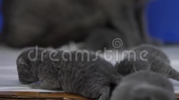 可爱的母猫英国肖特肖像视频的预览图