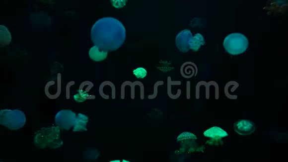 特写水母美杜莎在鱼缸里用霓虹灯视频的预览图