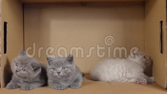 坐在盒子里的英国小猫视频的预览图