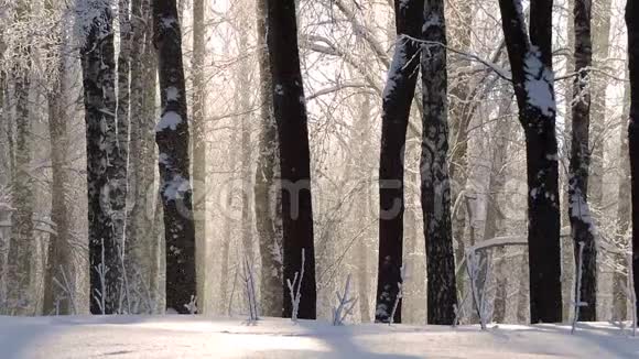 冬天在森林里下雪柔和的圣诞节早晨下雪视频的预览图