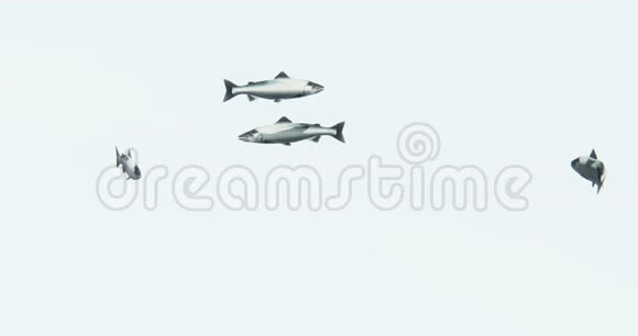 一组鱼游泳3D卡通动物视频的预览图