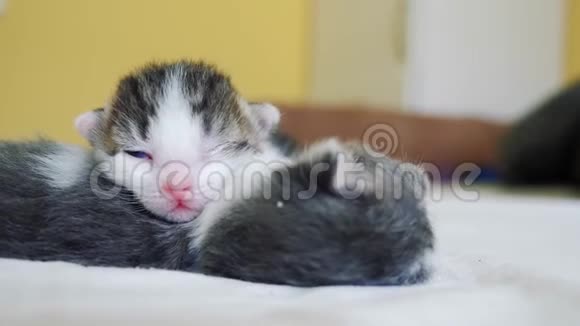 搞笑视频两只宠物可爱新生小猫睡觉团队在床上宠物概念宠物概念小猫猫视频的预览图