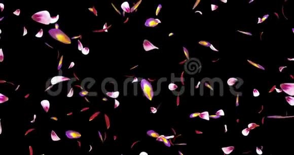 落红粉红紫樱花花瓣背景阿尔法哑光环4k视频的预览图