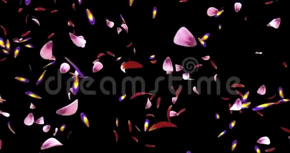 飞红粉花花瓣薄纱背景阿尔法冰铜圈4k视频的预览图