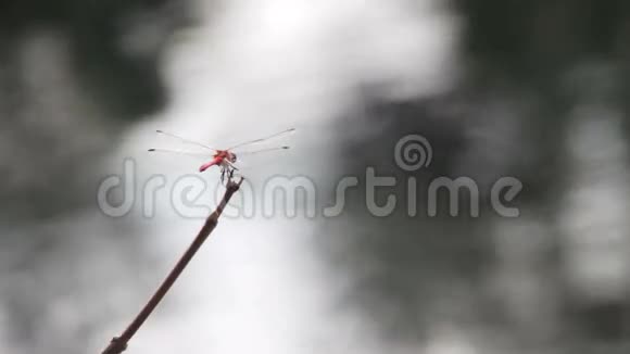 蜻蜓在树枝上视频的预览图