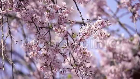 樱花樱花在东京日本视频的预览图